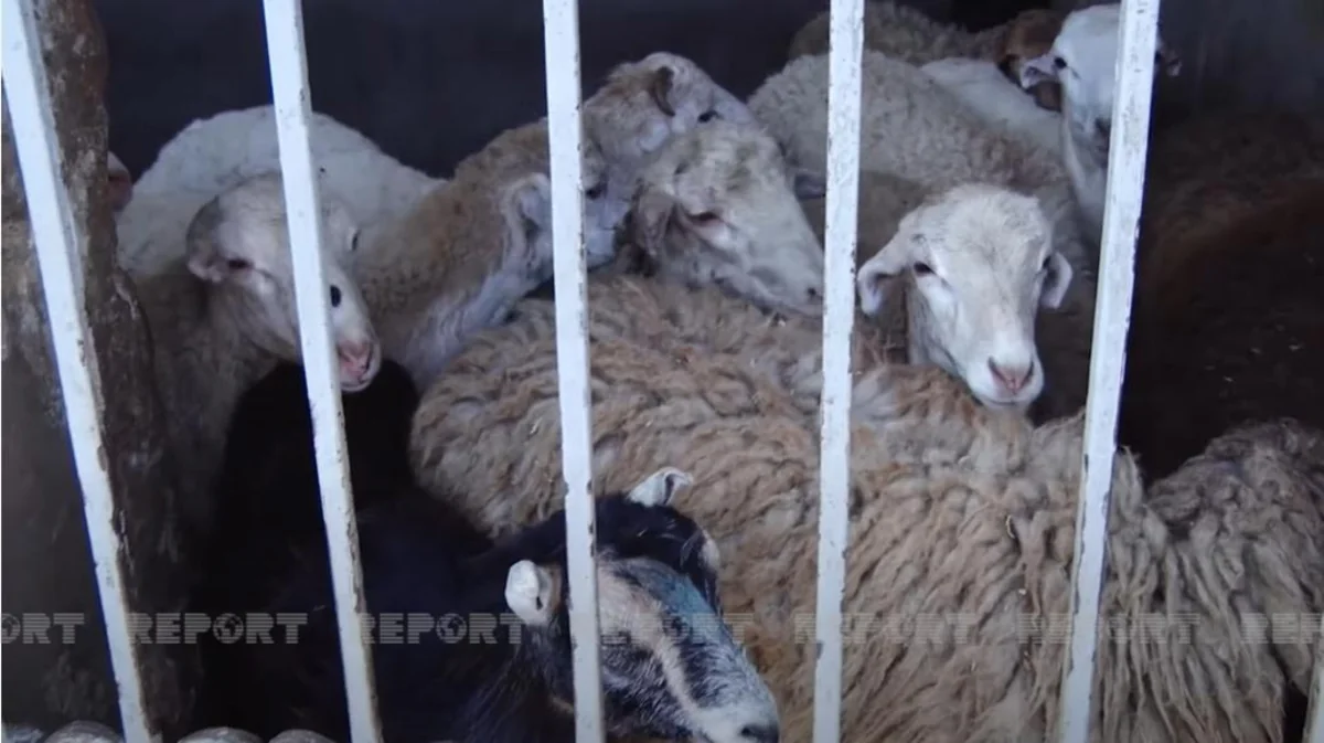 Qurbanlıq qoyunların qiyməti neçəyədir? - VİDEO