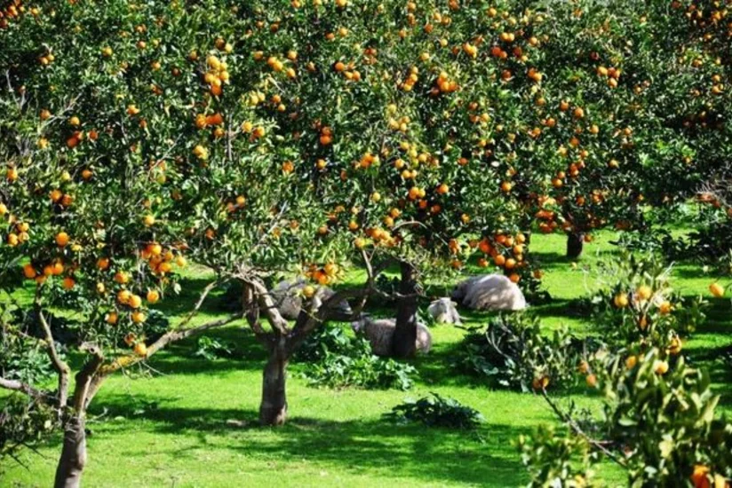 Azərbaycan Çin və İrandan meyvə ağaclarının alışını bərpa edib