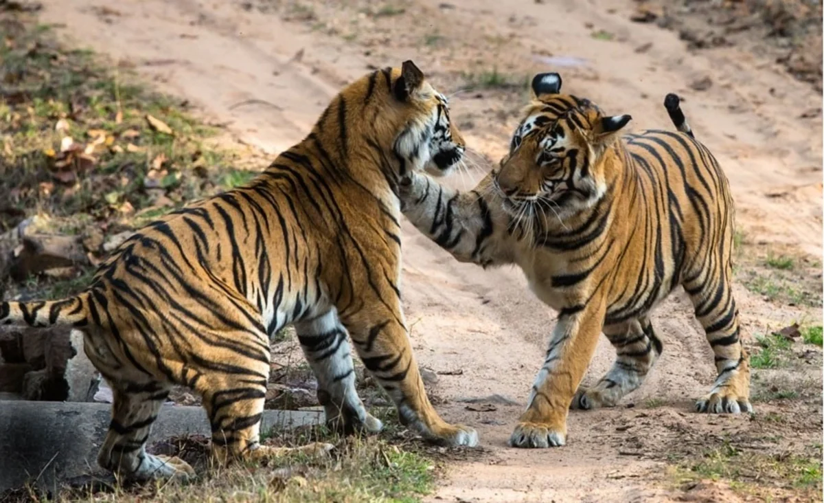 Təbiət Tarixi Muzeyinin direktoru: Azərbaycanda yırtıcıların sayı azalır