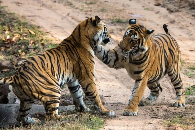 Təbiət Tarixi Muzeyinin direktoru: Azərbaycanda yırtıcıların sayı azalır
