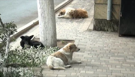 Ağstafada son iki gündə 13 nəfəri it dişləyib - FOTO
