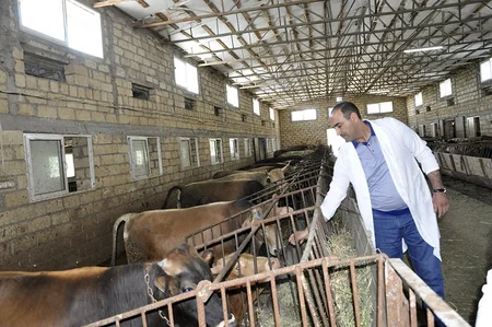 Dövlət Baytarlıq Xidmətinin rəisi Ucar və Samuxda profilaktiki peyvəndləmə işləri ilə tanış olub
