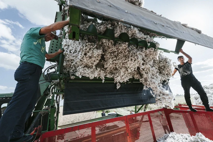 Bu günə qədər Azərbaycanda 300 min tondan çox pambıq yığılıb