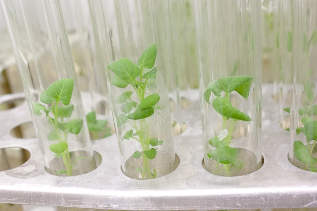 Azərbaycan ilk dəfə toxum istehsalına başlayır