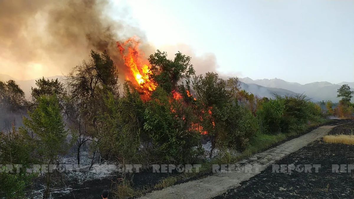 Oğuzda taxıl sahəsi və meşədə baş verən yanğın söndürülüb - VİDEO - YENİLƏNİB