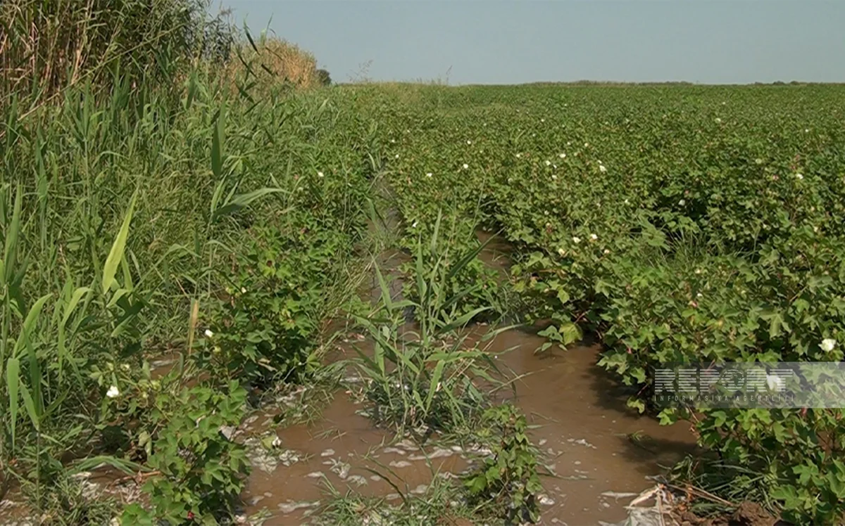 Sabirabadın iki kəndində pambıq sahələri şor su ilə suvarılır