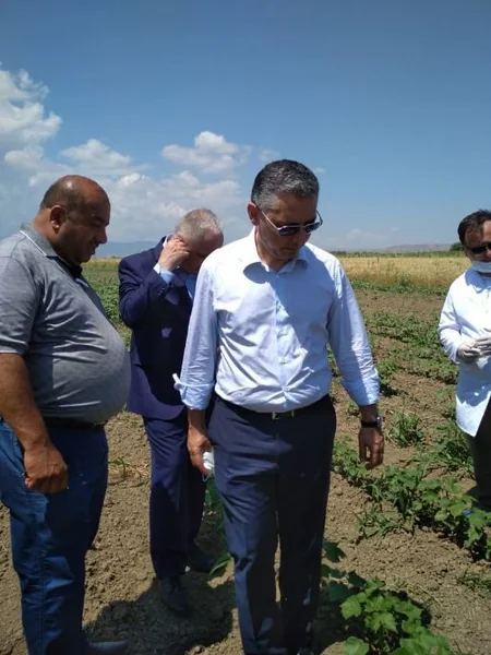 Dövlət Fitosanitar Nəzarəti Xidmətinin rəhbəri Tərtərin zəhərlənmə baş vermiş pambıq sahəsində olub