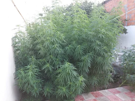 Gəncədə narkotik bitkilər becərməkdə şübhəli bilinən şəxs saxlanılıb