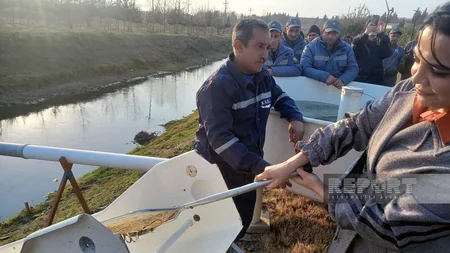 Masallıda Viləş çayına 87 min balıq körpəsi buraxılıb