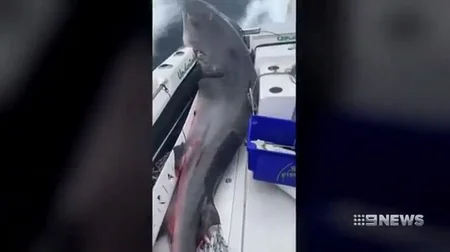 KİV: Avstraliyada 8 yaşlı oğlan 314 kiloqramlıq köpək balığını ovlayıb - FOTO - VİDEO