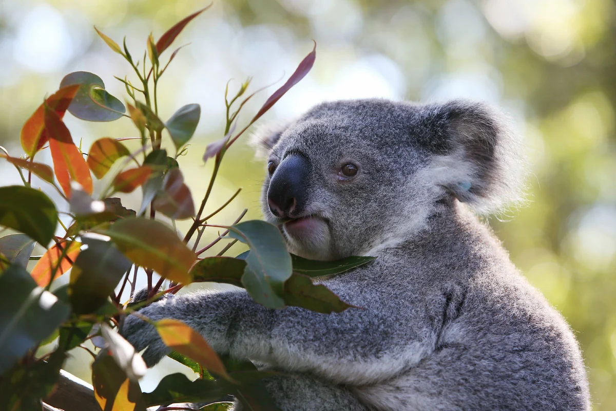 Australian authorities defend mass killing of over 700 koalas