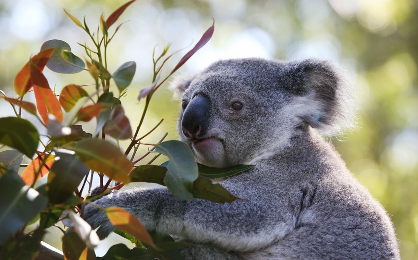 Australian authorities defend mass killing of over 700 koalas
