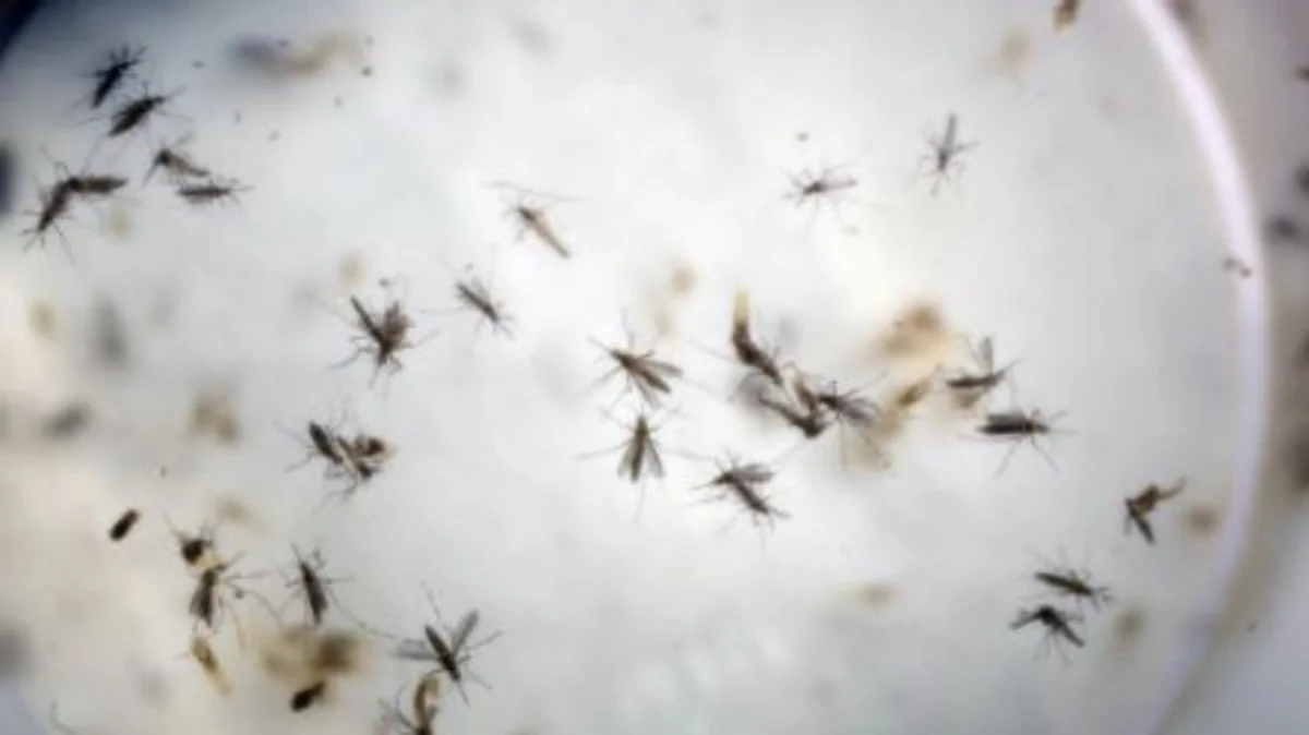 Kolumbiyada beş min hamilə qadın Zika virusuna yoluxub