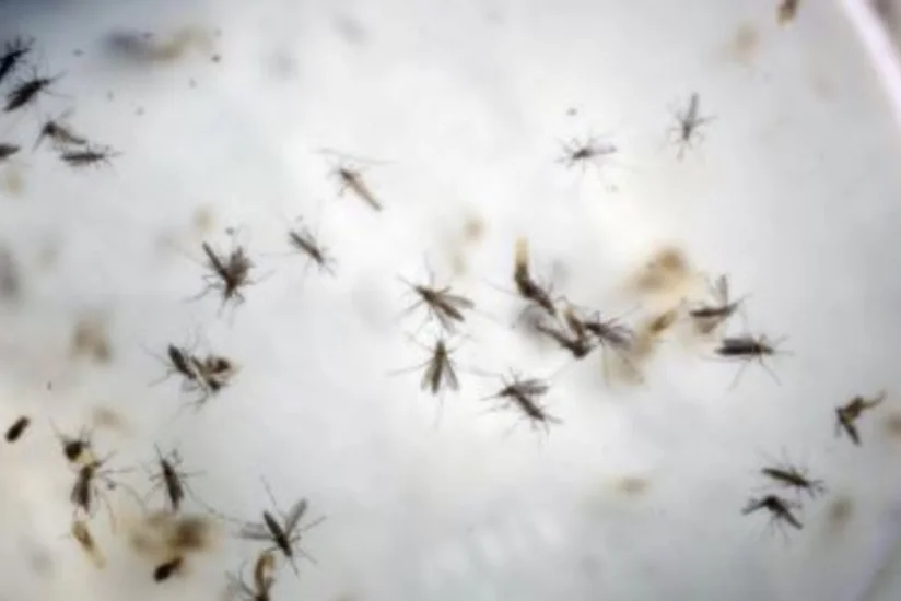 Kolumbiyada beş min hamilə qadın Zika virusuna yoluxub