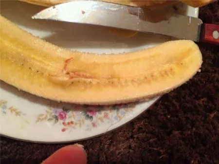 Phytosanitary Service clarifies issue regarding 'infected' bananas