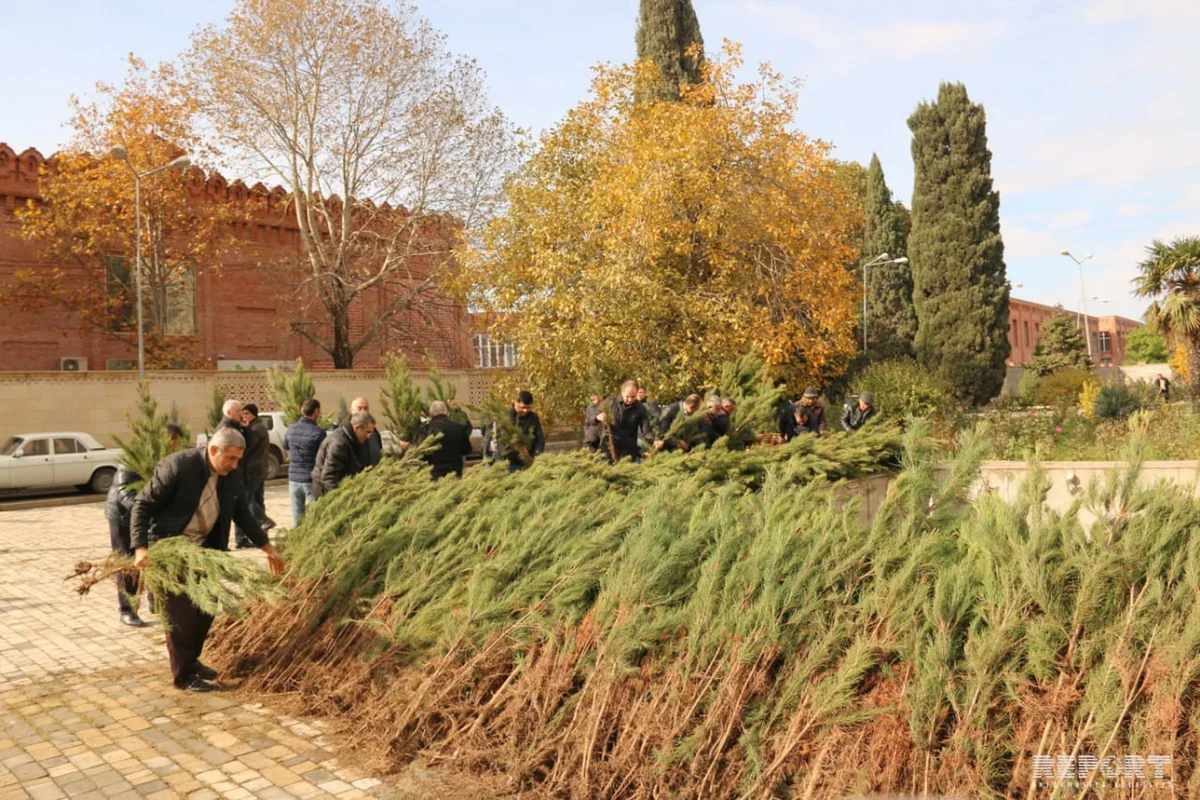 Gəncədə “Hər ailə ağac əksin” aksiyası keçirilib - VİDEO - FOTO - YENİLƏNİB