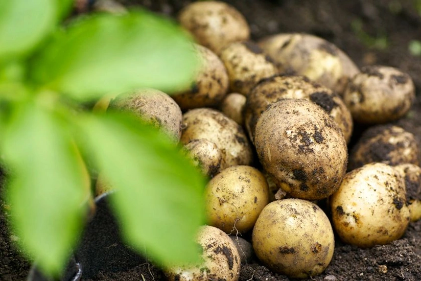 Cəlilabadda payızlıq kartofun yığımı başlayıb