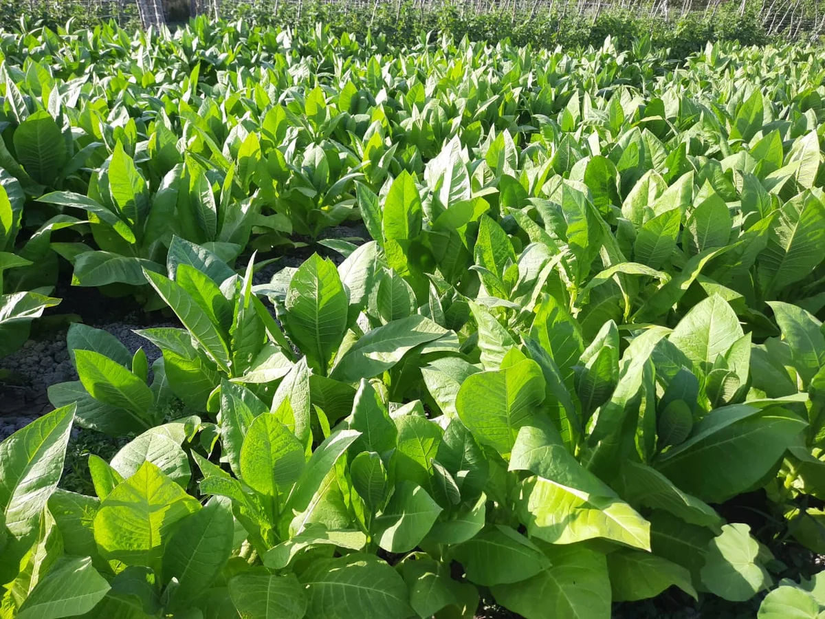 Азербайджан резко нарастил экспорт табака из Турции