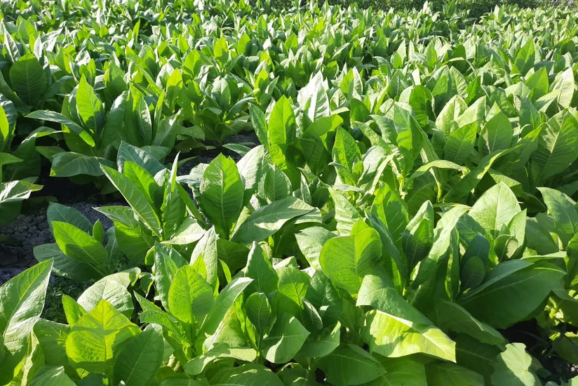 İnam Kərimov: Ölkədə tütünün əkin sahələri və istehsalı artıb