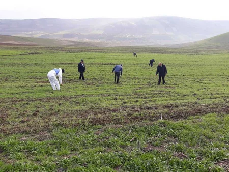 Azərbaycan ərazisində siçanabənzər gəmiricilərə qarşı mübarizə tədbirləri davam etdirilir
