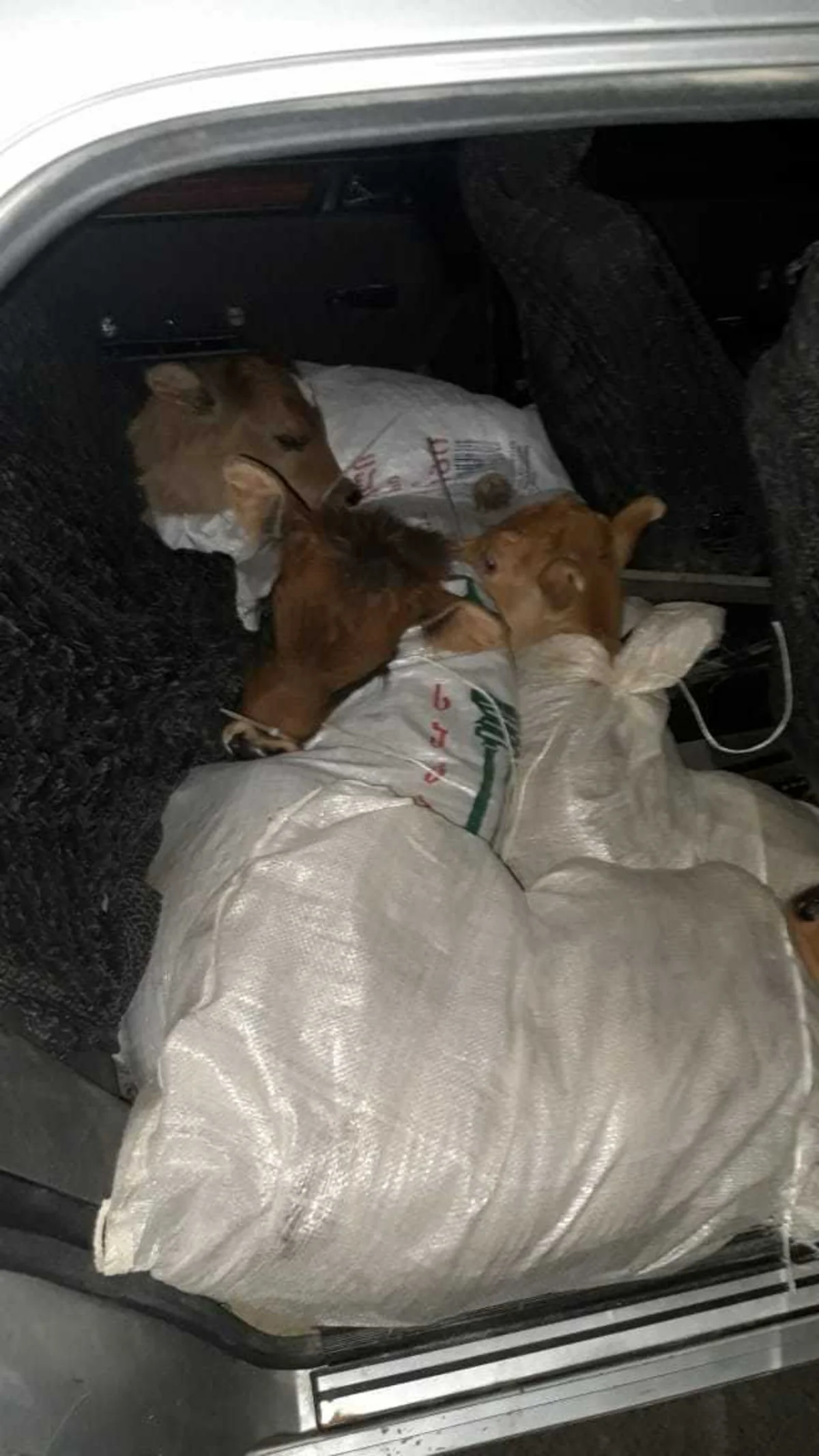 Azərbaycanda gömrük orqanına bəyan edilməmiş 11 baş buzov aşkar olunub - VİDEO