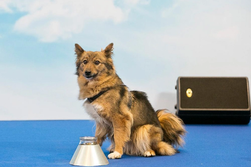 В России зарегистрировали новую породу собак, которую назвали шалайкой