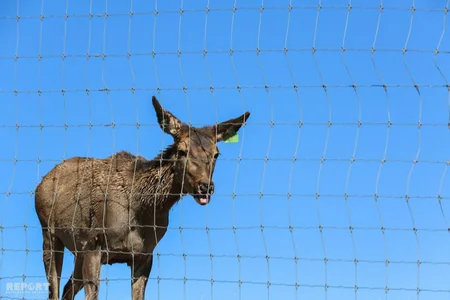 Bir qrup şagirdin Şamaxı Safari Parkına ekskursiyası təşkil olunub - FOTO