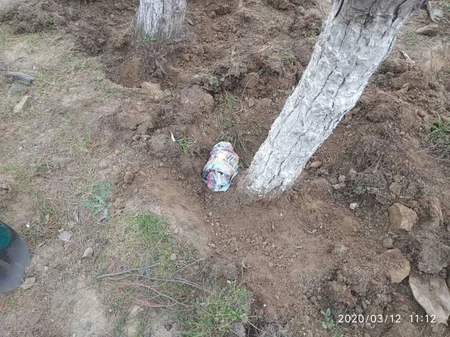 Sumqayıtda parkda xeyli sayda güllə tapıldı