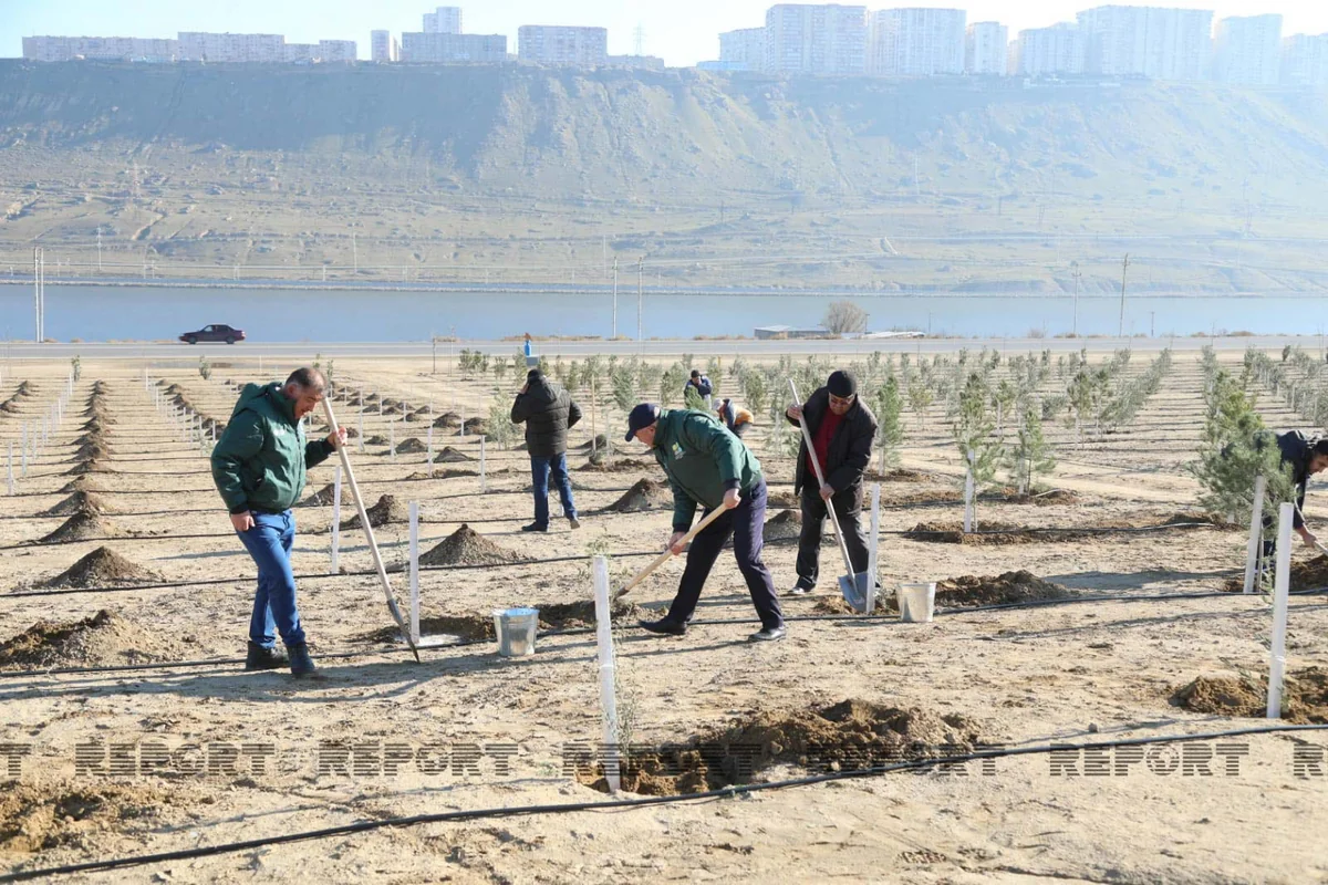 Bakıda genişmiqyaslı ağacəkmə aksiyası keçirilib