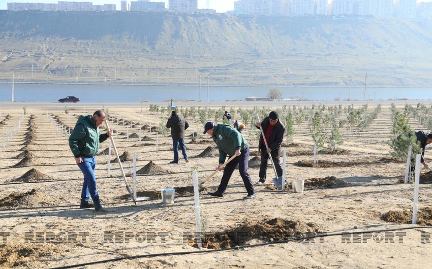 Bakıda genişmiqyaslı ağacəkmə aksiyası keçirilib