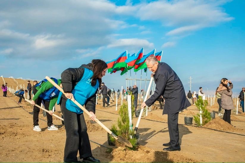 Müşfiqabad qəsəbəsində 2000-ə yaxın Eldar şamı və zeytun ağacı əkilib