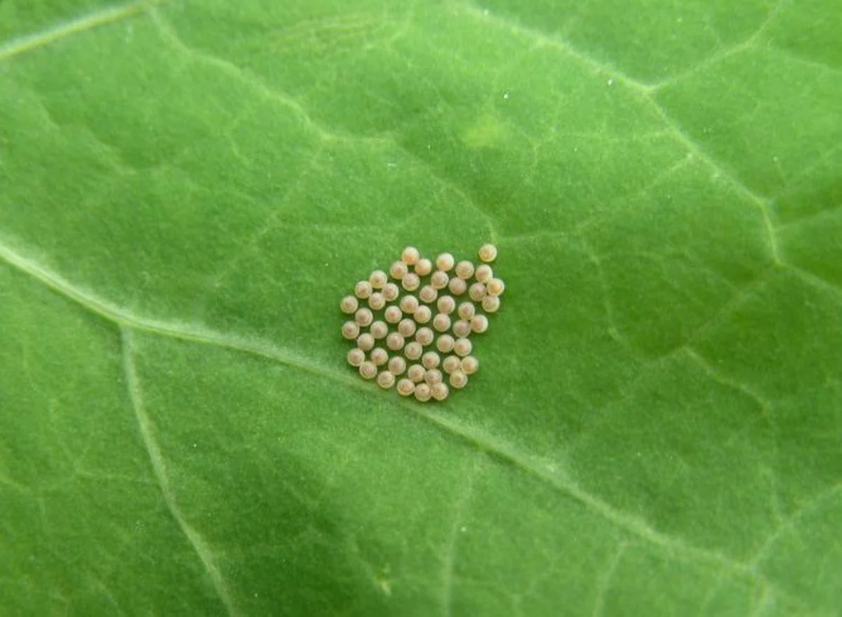 Azərbaycanda pambıq sovkasına qarşı bioloji mübarizə tədbirləri davam edir