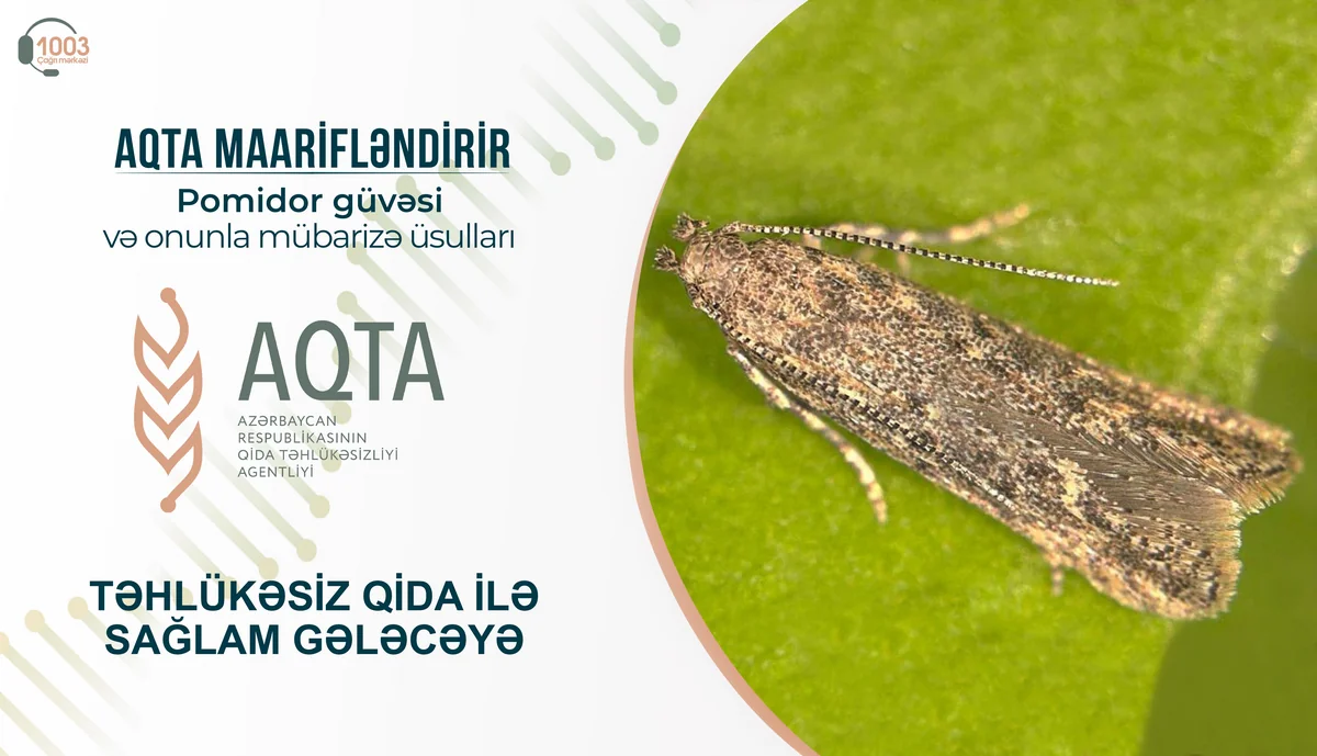 Pomidor güvəsi və onunla mübarizə üsulları - MƏQALƏ