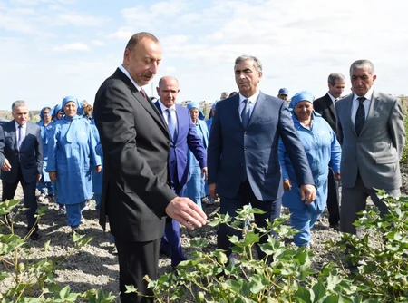 Azərbaycan prezidenti Salyanda pambıq sahələrinə baxıb