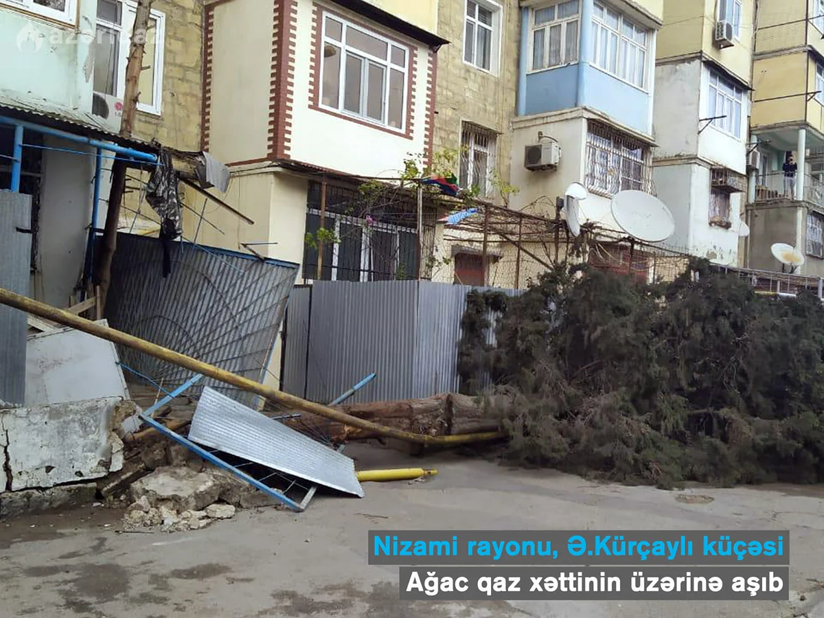 Сильный ветер повалил дерево на газопровод