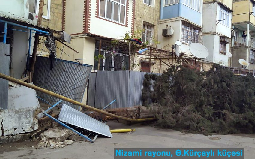 Güclü külək nəticəsində ağac qırılaraq qaz xəttinin üzərinə aşıb