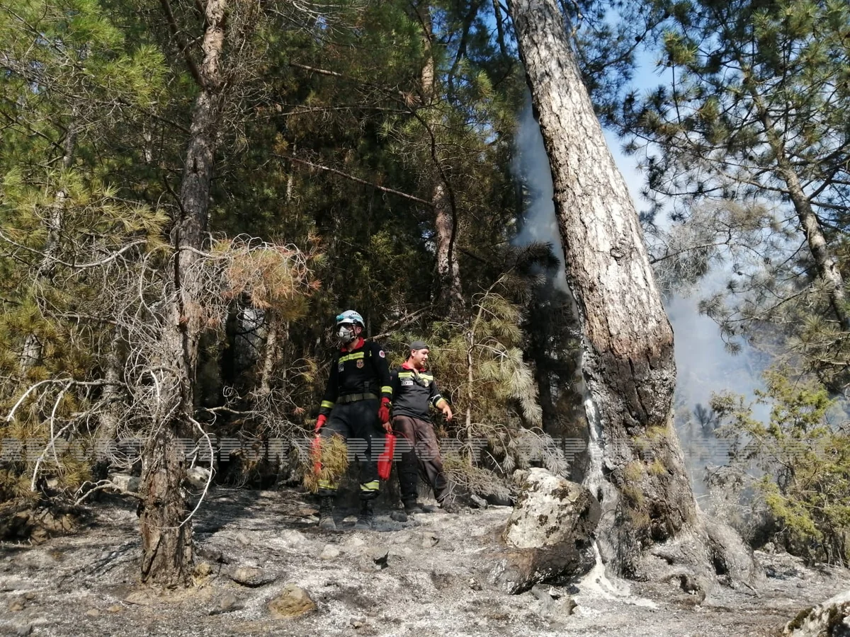 Muğlanın Ayıyolu ərazisində genişmiqyaslı meşə yanğını olub