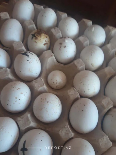 Yumurta Kamil saxlanıldı
