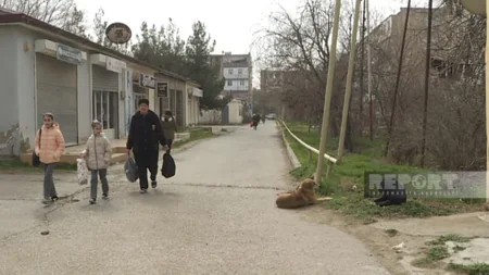 Ötən il Şirvanda 1422 nəfəri it dişləyib, onlardan 218-i uşaqdır