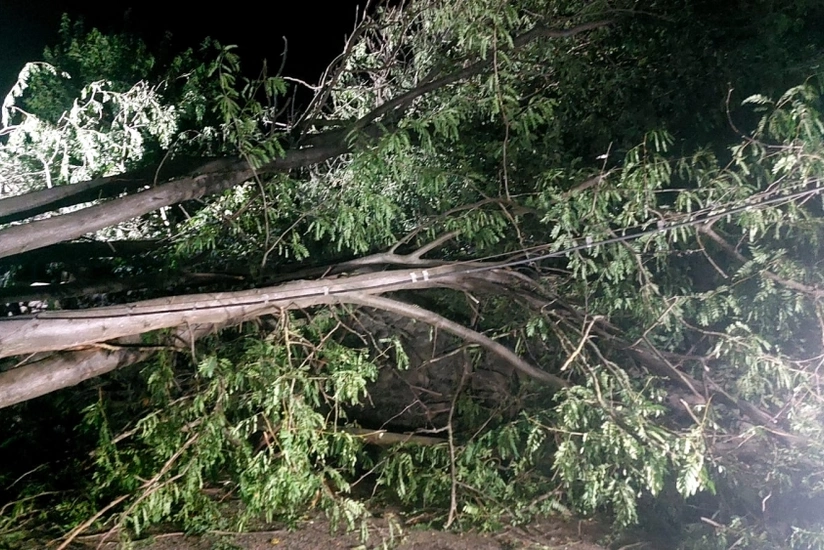 В Мингячевире сильный ветер повалил деревья, пострадали пять человек