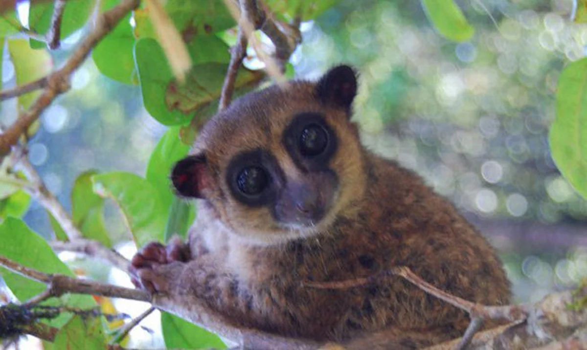 Madaqaskarda cırtdan lemurların yeni növü aşkar edilib