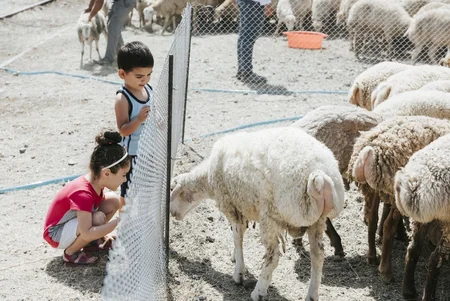 Azərbaycanda Qurban bayramı ilə əlaqədar diri heyvanların satış yarmarkaları fəaliyyətə başlayıb