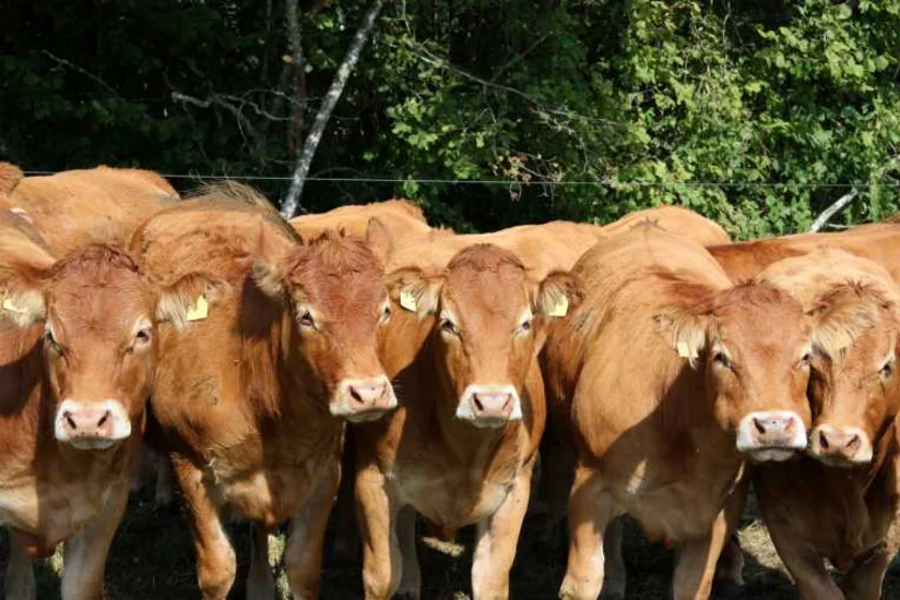 ​Kənd Təsərrüfatı Nazirliyi: Qurban bayramında bolluq olacaq