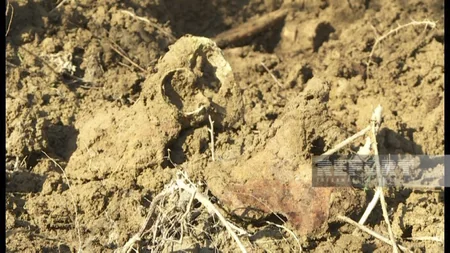 Hacıqabulda insan sümükləri tapılıb