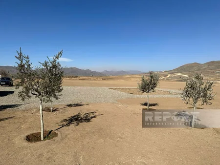 Cəbrayılda Ağıllı tingçilik ərazisində 200-dən çox şam ağacı əkilib