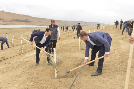 Prokurorluq orqanları əməkdaşları növbəti ağacəkmə aksiyası keçirib