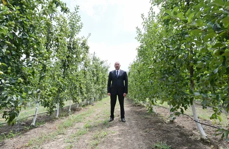 Dövlət başçısı Balakəndə “Bal meyvə” bağçılıq təsərrüfatı ilə tanış olub