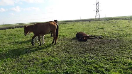 Cəlilabadın Maşlıq kəndində qanunsuz at kəsimi və at əti tədarükü ilə məşğul olanlar aşkarlanıb