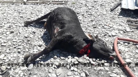 Kürdəmirdə tövlə yanıb