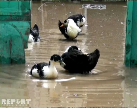 ​Gəncəyə yağan güclü leysan ciddi fəsadlar törədib - FOTO